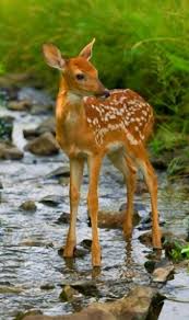 Cutie Cute Animals Animals Baby Animals