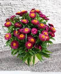 Helichrysum Bracteatum Strawflower Bright Rose Wildflower Seeds Re Seeds Itself Wildflower Seeds Everlasting Flowers Flower Seeds