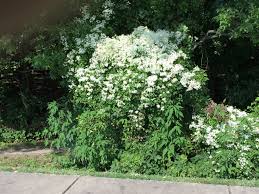 I like the dimensions pbn 11x14 clematis and butterflies kit because of the art board format. Clematis Paniculata Sweet Autumn Clematis Sweet Autumn Virginsbower North Carolina Extension Gardener Plant Toolbox