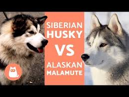 Perbedaan alaskan malamute dengan siberian husky. 15 Dogs That Look Like Huskies With Pictures And Videos Dogs N Stuff