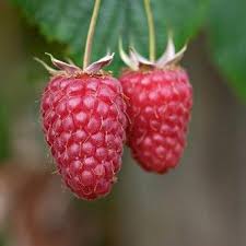 Beeren Pflanzen Beerenstraucher Fur Den Garten Balkon In 2020 Himbeerpflanzen Beeren Beerenstraucher