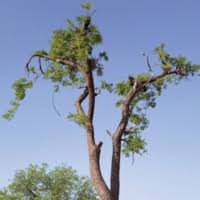 Image result for Pterocarpus lucens