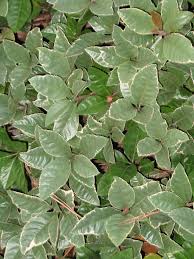 Image result for Ardisiandra wettsteinii