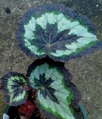 Image result for Begonia kisuluana