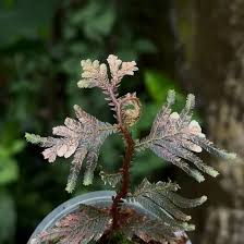 Image result for Selaginella versicolor