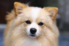 Their lifespans range from around 7 to 12 years. What Is A Pomchi Your Guide To The Pomeranian Chihuahua Mix K9 Web