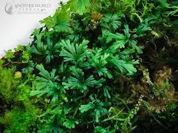 Image result for Crepidomanes frappieri