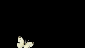 See beth rakestraw's animated gif on photobucket. Flying Butterfly On Transparent Background Free Gif
