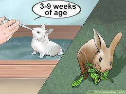 How To Feed Baby Rabbits 11 Steps With Pictures Wikihow