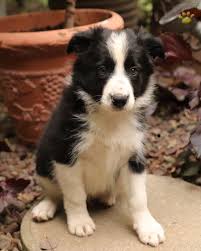 Yorkshire terrier puppies for sale!. Freckles Border Collie Puppy For Sale In Denver Pa Happy Valentines Day Happyvalentinesday2016i