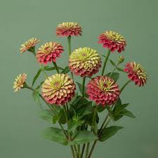 Image result for Zinnia elegans
