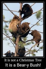 Not Christmas Tree Animals Funny Animal Photos Funny Animals