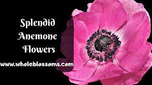 Splendid Anemone Flowers For Sale At An Attractive Price Flowers For Sale White Anemone Flower Anemone