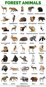 Besides, the african elephant is the strongest animal in the whole world! Forest Animals List Of Animals That Live In The Forest With Esl Pictures Esl Forums In 2020 Forest Animals Animals Name In English Animal Infographic
