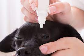 Natural Remedies For Getting Rid Of Dog Eye Infections Eye Infection In Dogs Eye Drops For Dogs Eye Infections