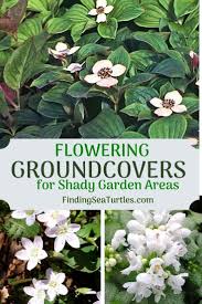 These beautiful compact shade plants can be used as perennial ground cover which will add interest to your garden while helping to keep the weeds down. 16 Best Flowering Ground Covers For Shade Finding Sea Turtles Stauden Gartenschirme Bodendecker