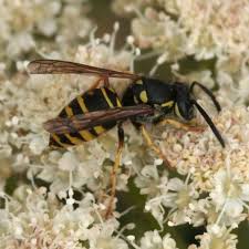 Ants Bees And Wasps Garden Pests Off Repellent Bug Off