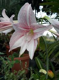 600 gambar terompet musik gratis pixabay 640 gambar gambar gratis dari terompet 168 150 20 11 manfaat bunga terompet untuk kesehatan 27 12 2020 bunga ini dapat tumbuh hingga 2. Bunga Terompet Steemit