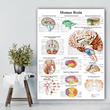Wangart Human Head Chart Poster Map Canvas Painting Wall Pictures Medical Education Doctors Classroom Home With Free Shipping Worldwide Weposters Com
