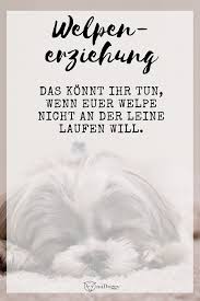 Ab wann kinder laufen lernen: Pin Auf Welpen