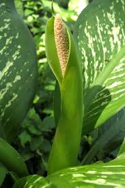 Image result for dieffenbachia flower