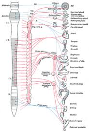 Autonomic Nervous System Simple English Wikipedia The Free Encyclopedia