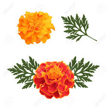 What does day of the dead celebrate? Marigolds Isolated On White Background Flowers For Decorate Royalty Free Cliparts Vectors And Stock Illustration Image 86958978