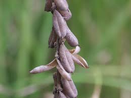 Image result for Crotalaria misella