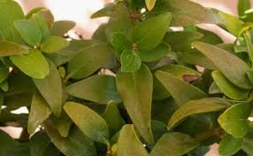 Image result for Jasminum stenolobum