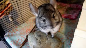 One common illness that can cause the chinchilla to have patches of fur loss and will cause it to focus too hard on grooming is ringworm. Chinchilla Grooming Fur And Skin Health Chincare