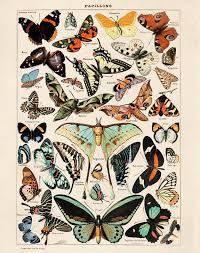 Pin On Vintage Flora And Fauna Prints