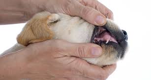 puppy teething and teeth a complete guide to your puppys