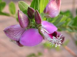 Image result for Polygala myrtifolia