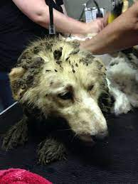 40 dogs rescued from abandoned home in Lakewood - pictures - ABC7 New York