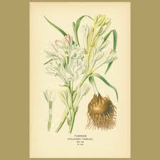 Image result for Polianthes tuberosa