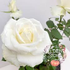 Download 75+ gambar bunga mawar cantik berbagai warna. 22 Gambar Bunga Mawar Putih Terbaru Lingkar Png