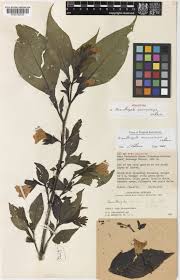 Image result for Acanthopale pubescens