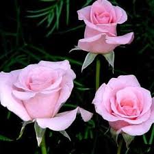 Image result for Margaretta rosea