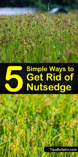 Fortunately, there is a way to kill nut grass organically that will not harm your lawn in the process. 5 Simple Ways To Get Rid Of Nutsedge