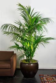 Kentia Palm Large Indoor Plant Pots Plant Decor House Plants