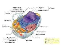 Mitochondria consists of the inner and outer membrane. What Animal Cells Have A Lot Of Mitochondria