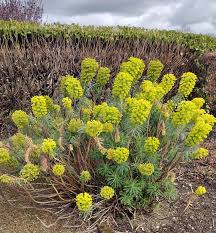 Image result for Euphorbia maleolens
