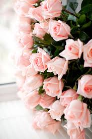 Pretty Pink Roses Pretty Flowers Beautiful Flowers Flowers