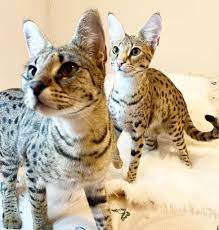 Gatsy Savannah Kittens Savannah Cat For Sale Savannah Kittens For Sale F1 Savannah Cat For Sale
