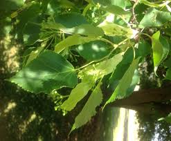 Image result for Littonia lindenii