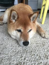 The 24h volume of shib is $35 950 000, while the shiba inu market cap is $14 192. Achtung Is My Old Man Dog 11 Year Old Shiba Inu Aww