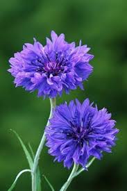 Centaurea Cyanus Blue Boy Cornflower Can Be Bought In Bunches Of 50 Stems Cost Around 30 Max I Could Put You In Touch With Some Br British Flowers Planting Flowers Pretty Flowers