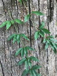 Image result for Lotononis crumanina