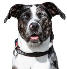 Depending on different factors, like the parents' lineage can make the price go up to as much as $4,000. Catahoula Leopard Dog Puppies For Sale Adoptapet Com
