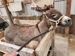 You can get a passport photo at your post office or at several major retailers including walgreens, cvs, costco, and sam's club. How Much Does Owning A Mini Donkey Cost Mini Donkey University